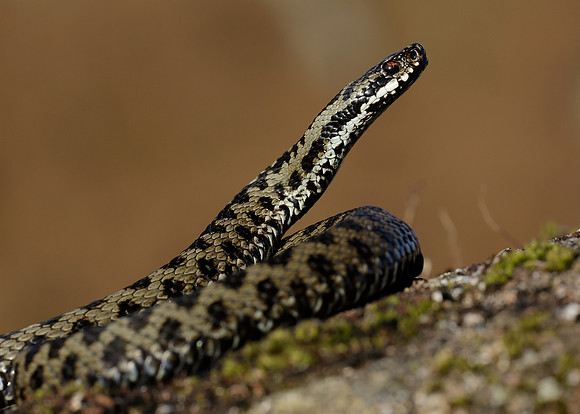 Adder Vipera berus