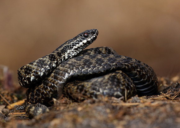 Adder Vipera berus