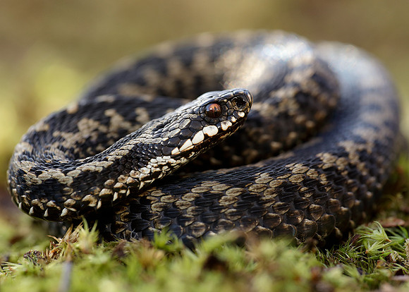 Adder Vipera berus