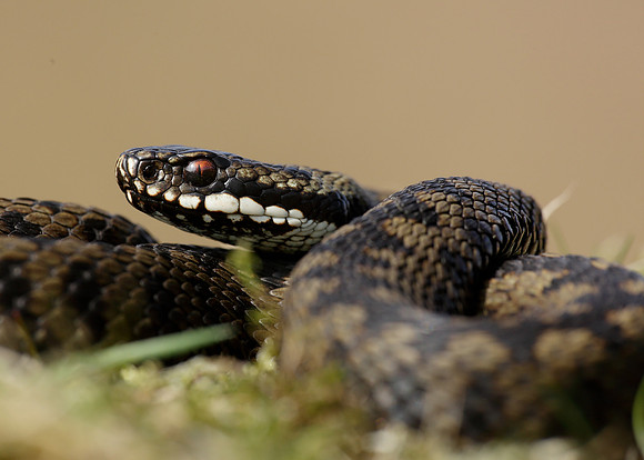 Adder Vipera berus