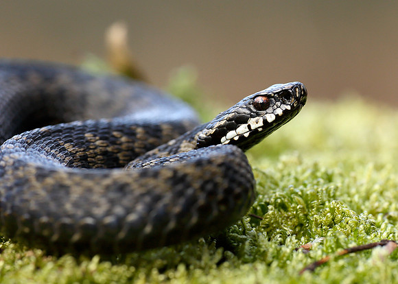 Adder Vipera berus
