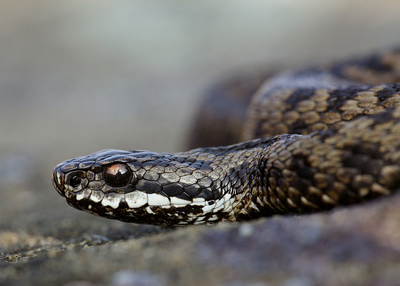 Adder Vipera berus