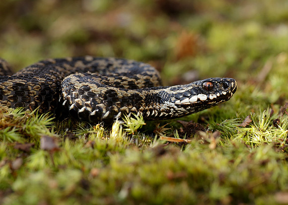 Adder Vipera berus