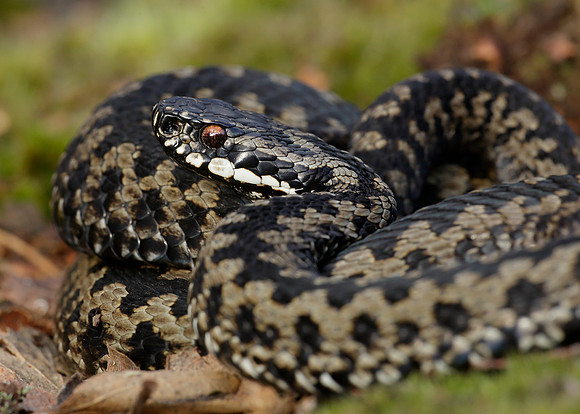 Adder Vipera berus