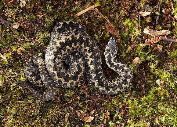 Adder Vipera berus