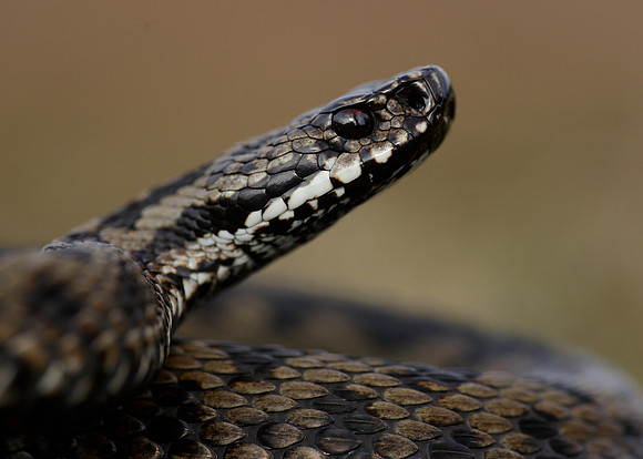 Adder Vipera berus