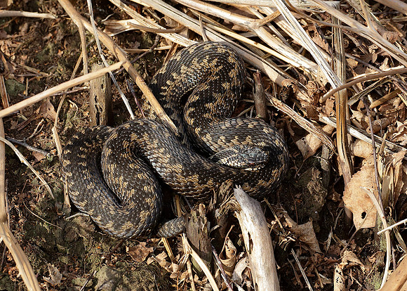 Adder Vipera berus