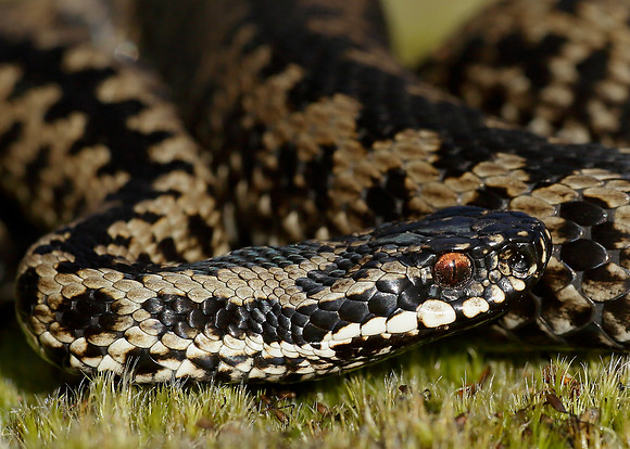 Adder Vipera berus
