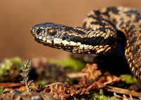Adder Vipera berus