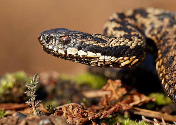 Adder Vipera berus