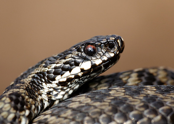 Adder Vipera berus