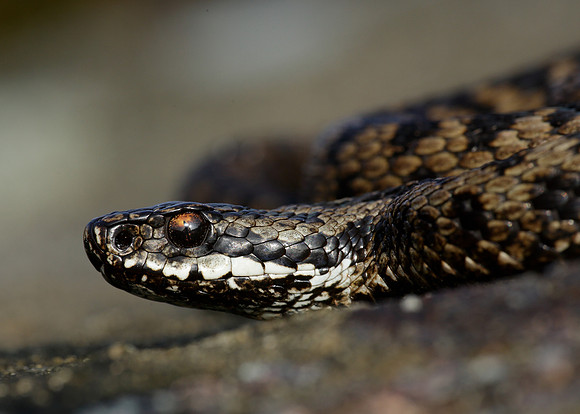 Adder Vipera berus