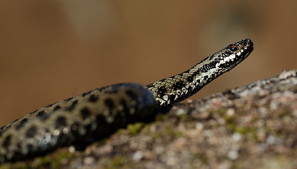 Adder Vipera berus