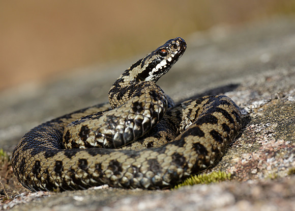 Adder Vipera berus