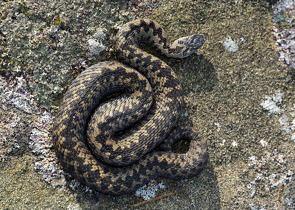 Adder Vipera berus