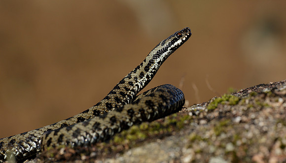 Adder Vipera berus