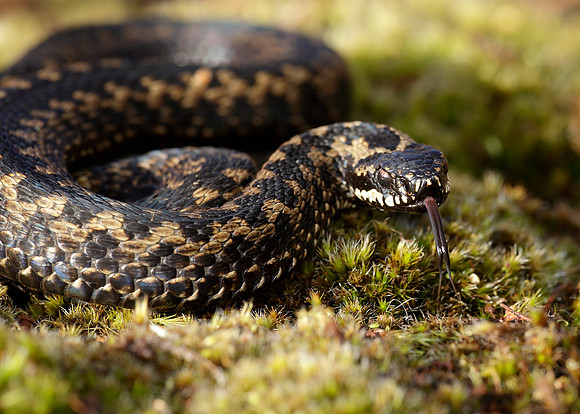 Adder Vipera berus