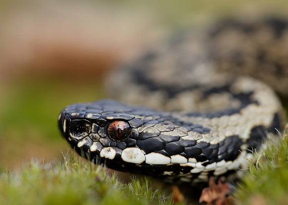 Adder Vipera berus