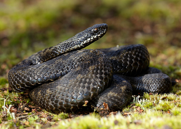 Adder Vipera berus