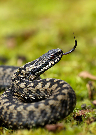 Adder Vipera berus