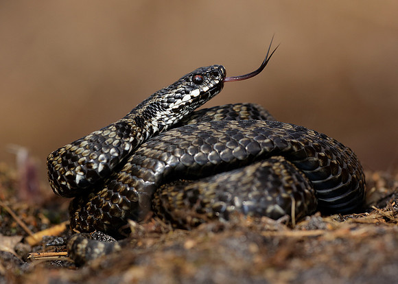 Adder Vipera berus