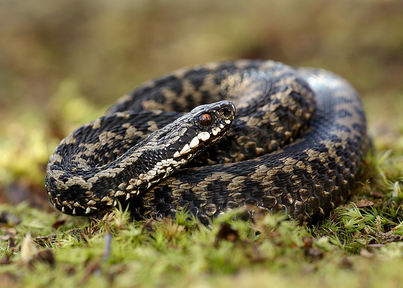 Adder Vipera berus