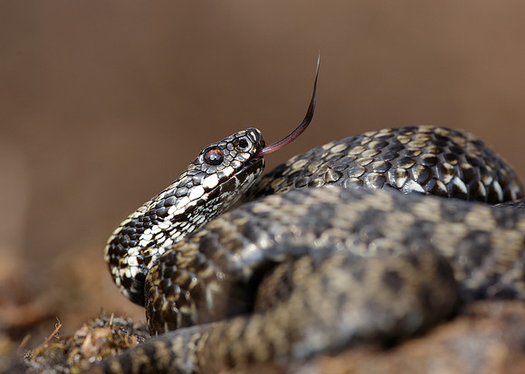 Adder Vipera berus