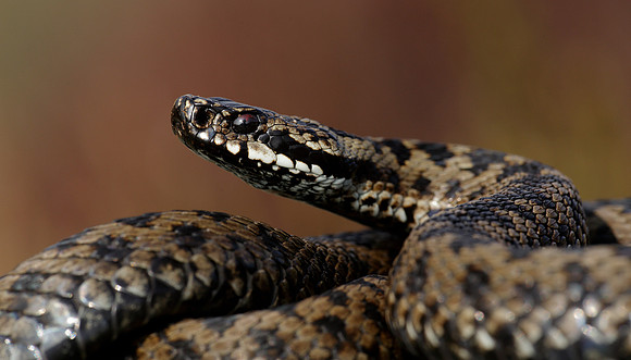Adder Vipera berus