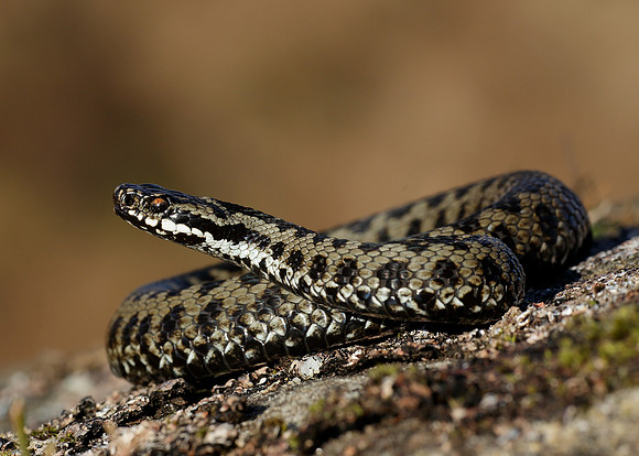 Adder Vipera berus