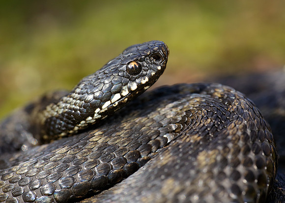 Adder Vipera berus