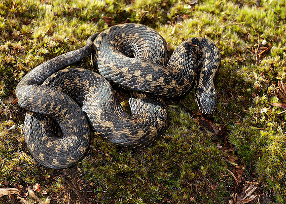 Adder Vipera berus