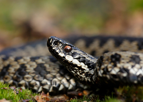Adder Vipera berus