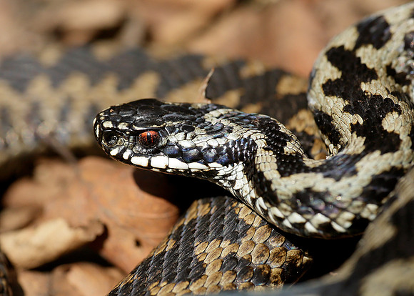 Adder Vipera berus