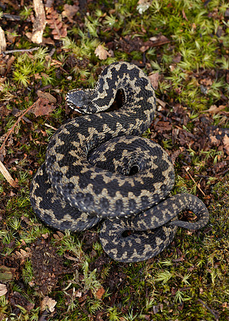 Adder Vipera berus