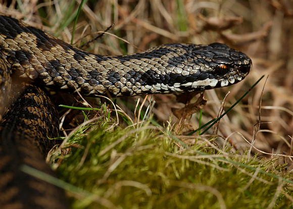 Adder Vipera berus