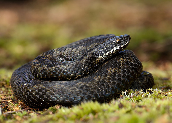 Adder Vipera berus