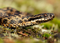 Adder Vipera berus