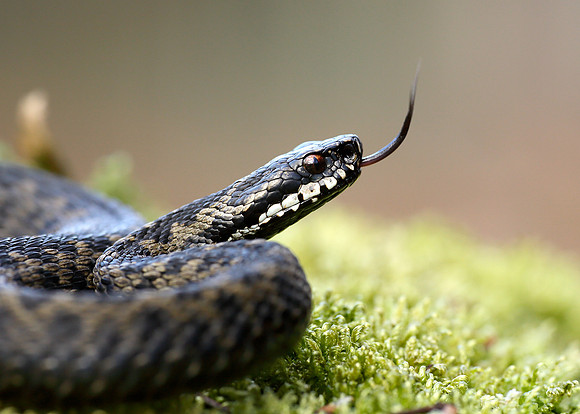 Adder Vipera berus