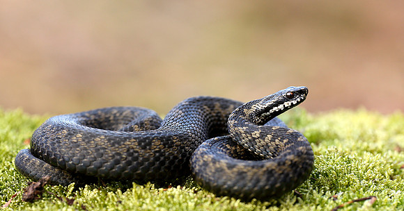 Adder Vipera berus