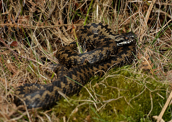 Adder Vipera berus