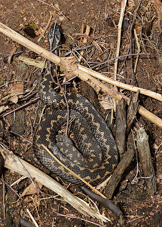 Adder Vipera berus