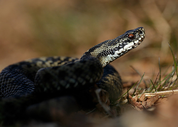 Adder Vipera berus