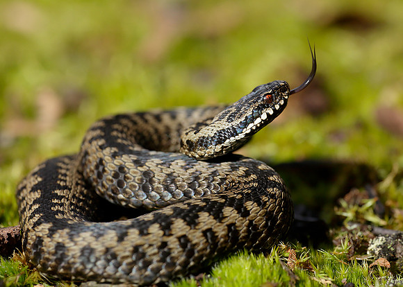 Adder Vipera berus