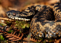 Adder Vipera berus