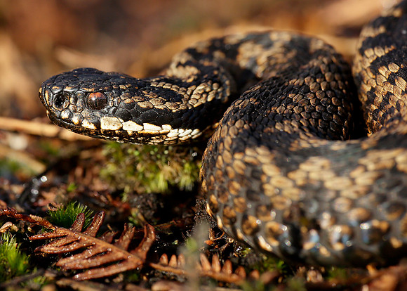Adder Vipera berus