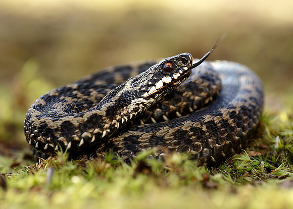 Adder Vipera berus