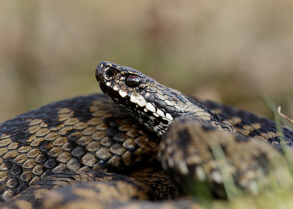 Adder Vipera berus