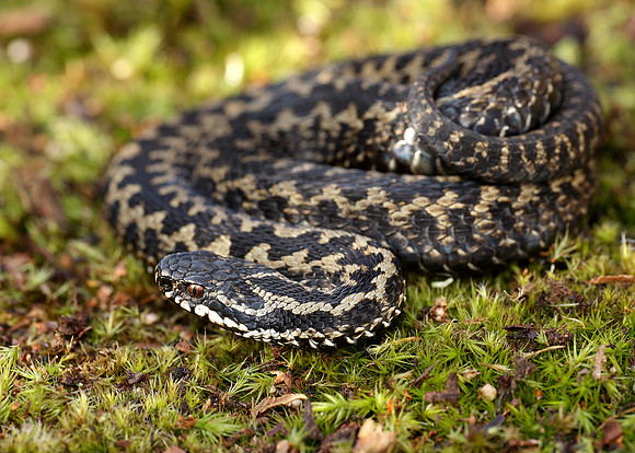 Adder Vipera berus