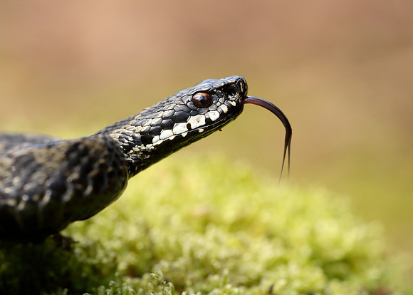 Adder Vipera berus
