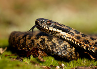 Adder Vipera berus